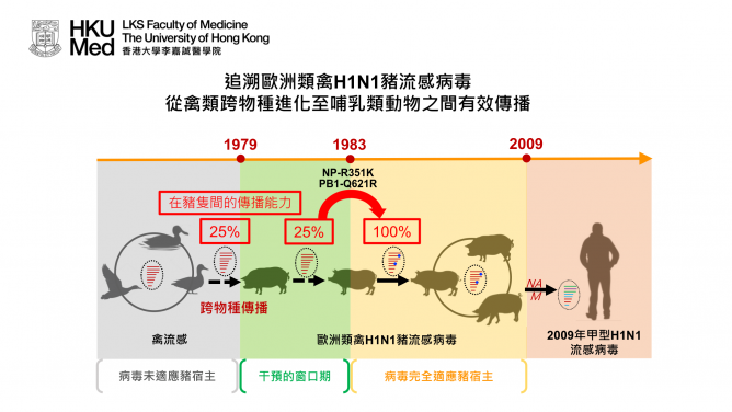 The European avian-like (EA) H1N1 swine influenza virus was derived from an avian influenza virus through interspecies jump that occurred prior to 1979. The EA swine influenza viruses have been established in pig herds in European and Asian countries since 1979. The EA swine viruses donated the neuraminidase (NA) and M gene segments to the A(H1N1)pdm09 virus that caused the 2009 influenza pandemic.
In this study, Su et al. investigated the molecular changes facilitated the avian-to-pig adaptation of the EA swine influenza viruses. Ancestral sequence reconstruction was used to gain viruses representing different adaptive stages of the EA swine influenza virus as it transitioned from avian to swine hosts since 1979. A key parameter for virus adaptation in a new host is its transmissibility.Transmissibility is assessed by counting the proportion of contact piglets (N=4) that become infected after co-housing with infected donor pigs in the same cage, a condition that allows all major modes of transmission to occur.
The research team found that the EA swine influenza viruses acquired amino acid changes in the viral polymerase (PB1-Q621R) and nucleoprotein (NP-R351K) that facilitated efficient pig-to-pig transmissibility after 1983. The results suggest a potential window for intervention (1979-1983) before the virus is fully adapted in pigs.